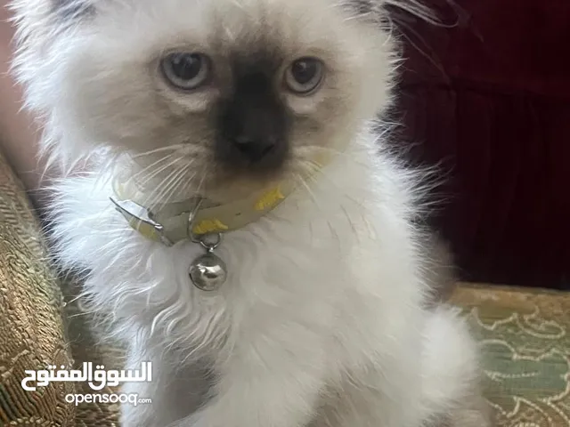 بيع قطط وأغراضه
