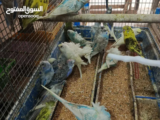 10 جواز حب انجليزي واهوجو مخاليف