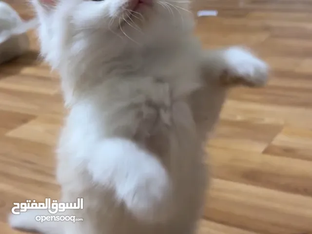 Pure Healthy Active Persian Kitten