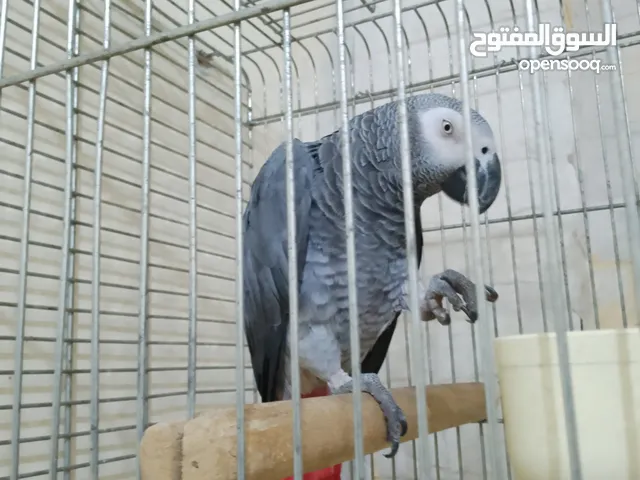 ببغاء كاسكو متكلم اليف ت ريشو كامل اليف مع الجميع متكلم مع النساء مواجهه