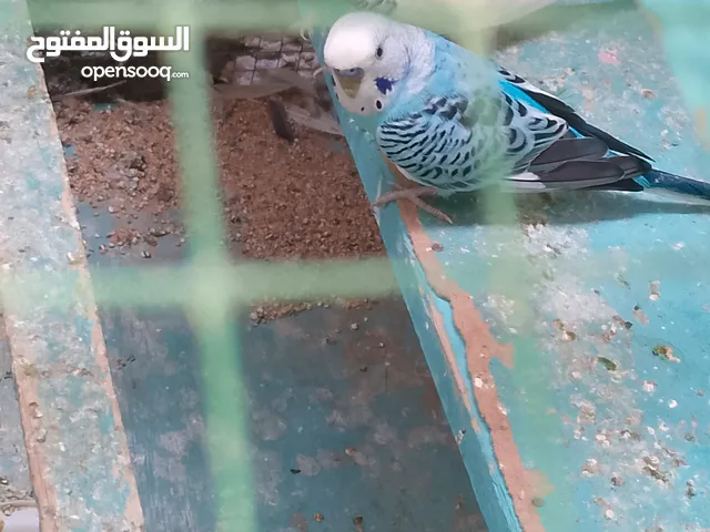 طيور حب للبيع مع القفص السعر 60الف