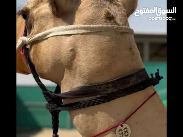 طبلة للأرقام