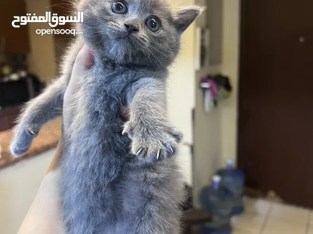 Adorable kittens ready for new home