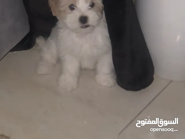 كلب تي كب مالتيبو عمرها شهرين و 20 يوم اللون ابيض وعسلي