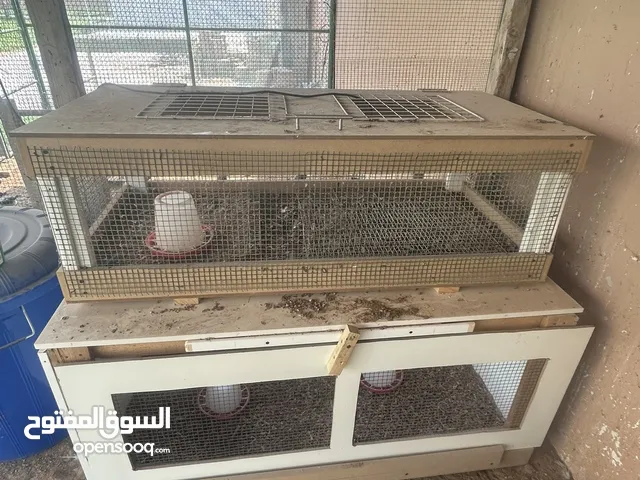 حاضنة الصيصان