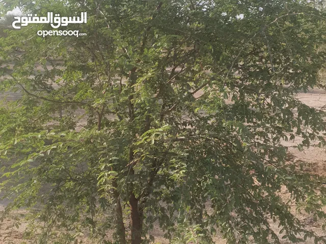 سبر فايز تنسيق حدائق وشبكات ري