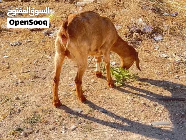 صخله صحه ونظافه عمرها 8 اشهر