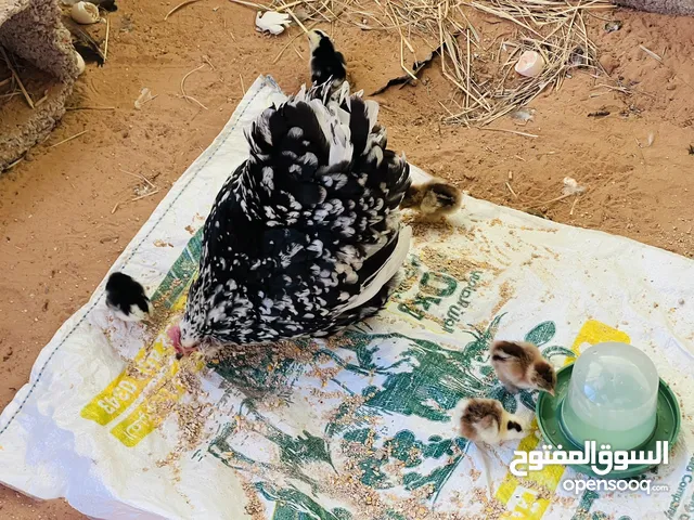 متوفر كتكوت استرالي حضان طبيعي الله ايبارك لحيه وداج لون الأمهات فولي شوف الفيديو العمر 5ايام