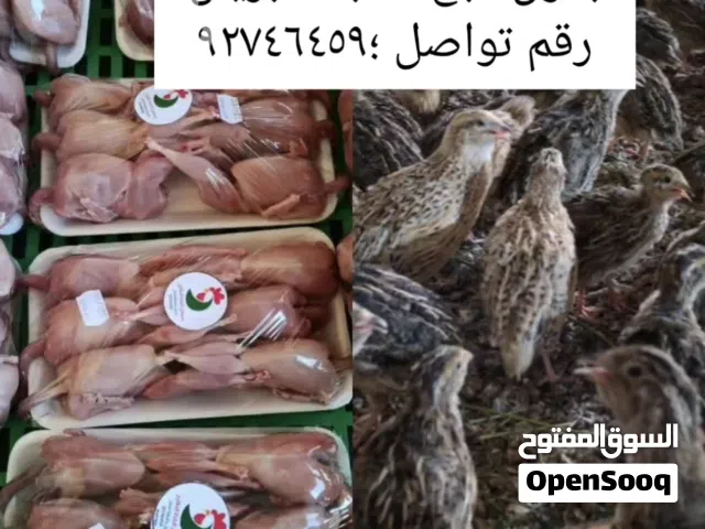 بيع سمان مذبوح وحي