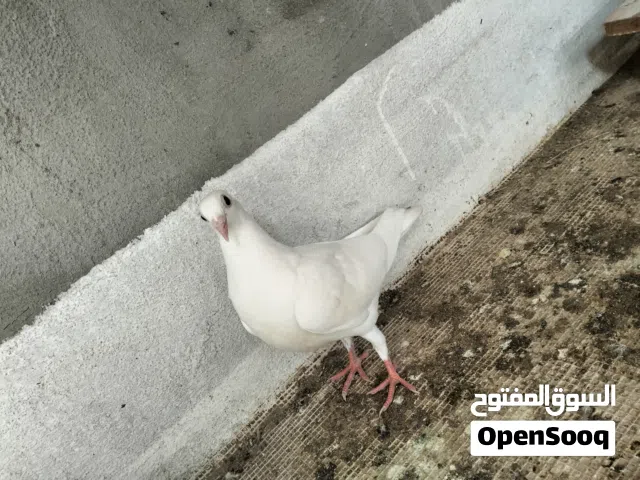 مطلوب افراخ زواجل بسعر مناسب