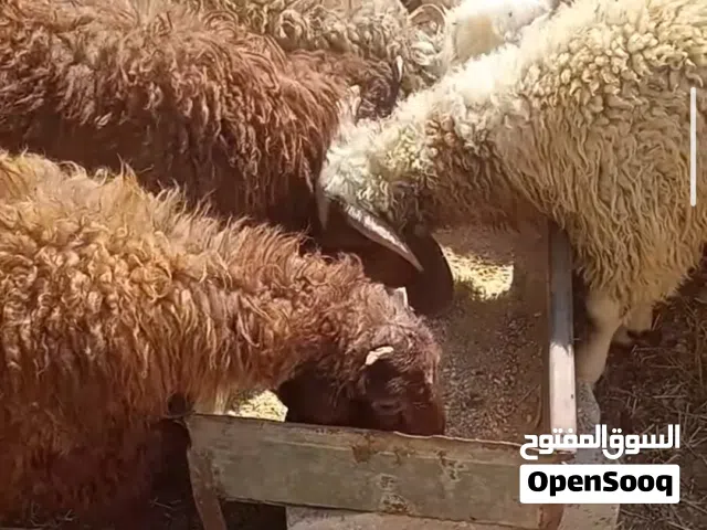 خروف بلدي مضحي 6-7اشهر