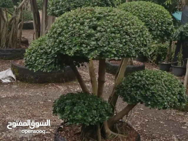 أشجار البونساي الرائعة
