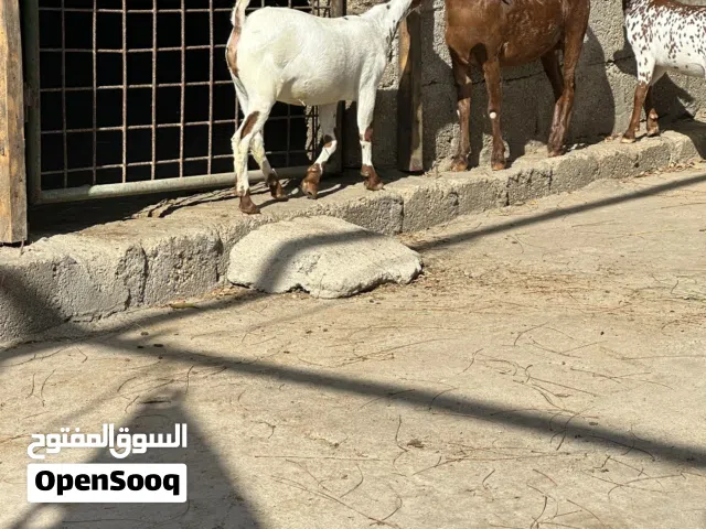 صخلات محليه للبيع