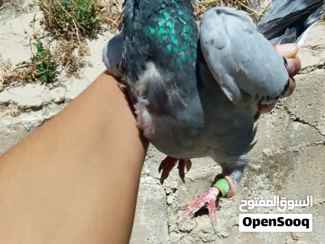 حمام للبيع