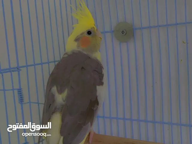 تبادل ذكر الكروان