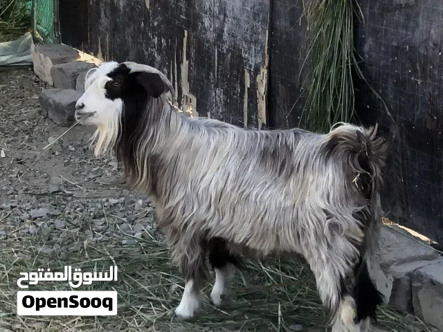شاه ممتازة للبيع