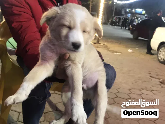 اجمل جرو بيكنيز بنوته 3شهور واخده تطعيماتها وماشاءالله صحتها زي الفل