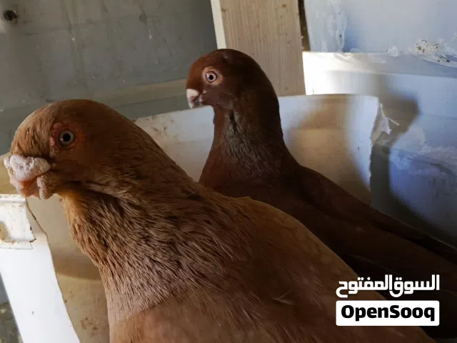 جوز مصاروة شغالات
