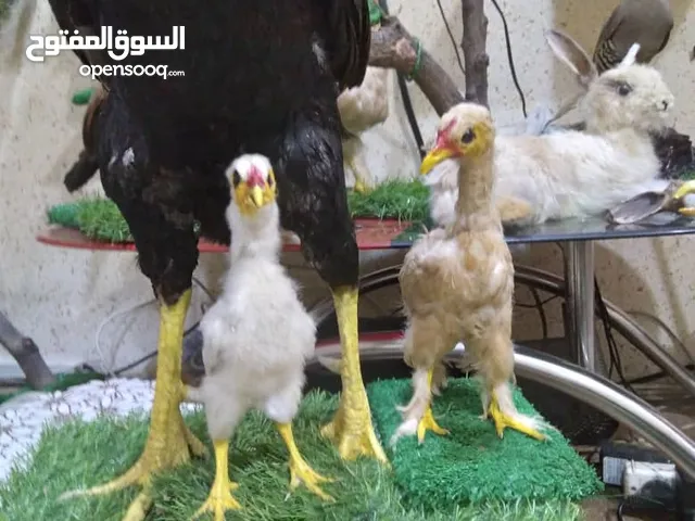 مجمموعة محنطات احترافية لحيوانات و طيور متنوعة بأحدث الطرق و المواد