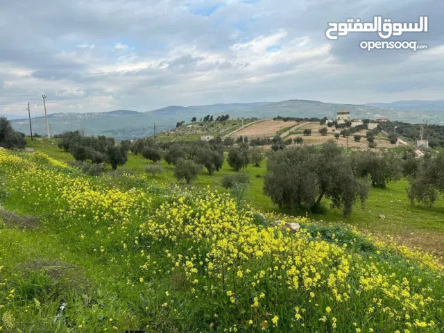 Farm Land for Sale in Zarqa Al-Alouk