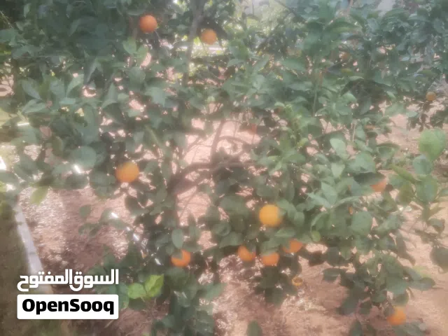 استراحة للبيع في القويعه طريق البحر