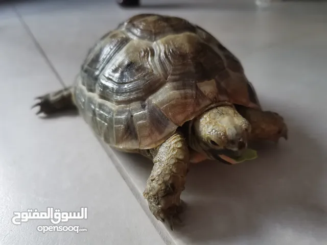 Sweet and Gentle Tortoise Looking for a Loving Forever Home .