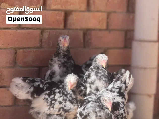البيع برهما9طرف فيهم 7دجاجات 2فرريج