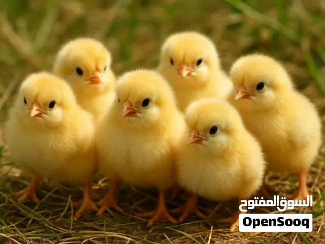 متوفر بيض مخصب صيصان تسمين لاحم  النوع كاب 500محلي ويتوفر روس  المكان العين رماح  نسبه التخصيب 85