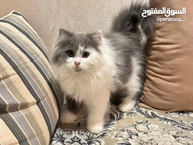 For Sale Beautiful Female Kitten