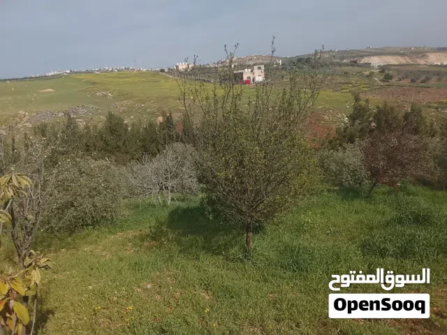 Farm Land for Sale in Irbid Huwwarah