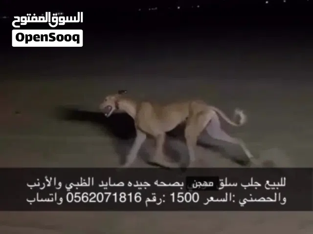 كلاب سلق مهجن