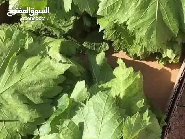 ورق عنب للبيع بالكيلو