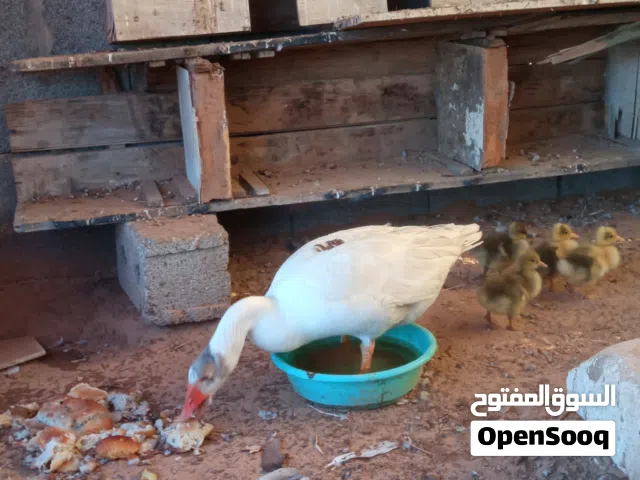 السلام عليكم متاح وز تحتها 4فلليس