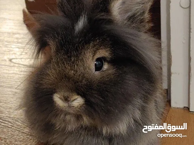 bunny