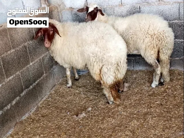 اغنام للبيع برقاويه