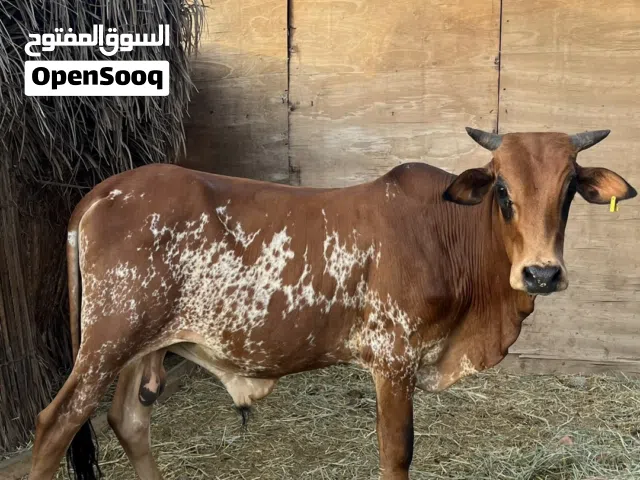 ثور للبيع بدون اي أمراض