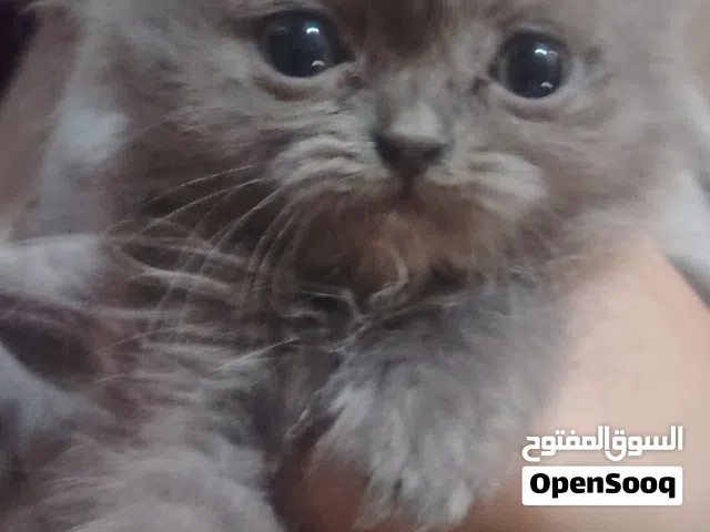 بزونة منغولية أنثى