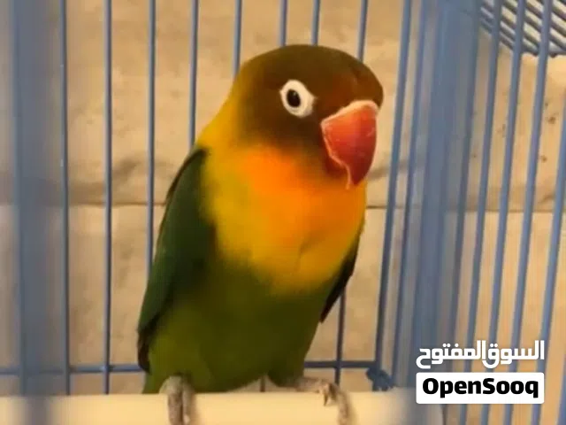 ببغاء فيشر ذكر الوصف مهم