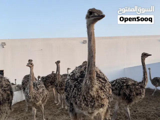 بيع النعام الحي