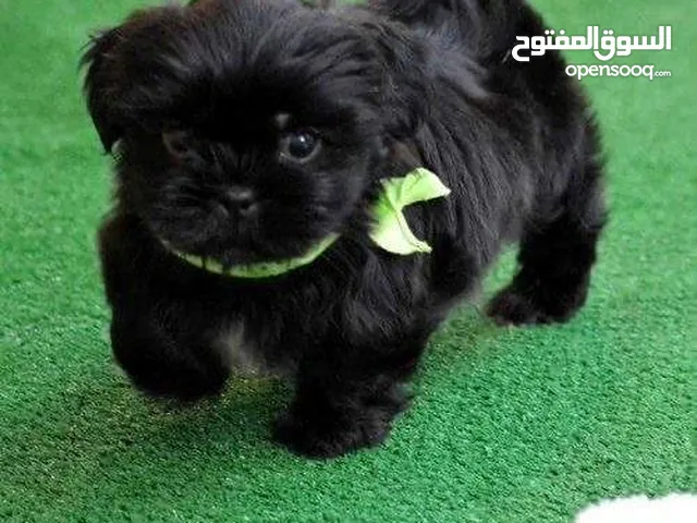 شتزو جراء جميله