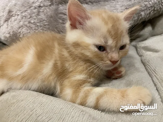 بسس شانشيلا بعمر الشهر