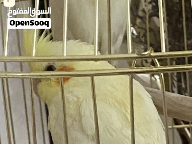 ببغاء كوكاتيل ذكر مميز