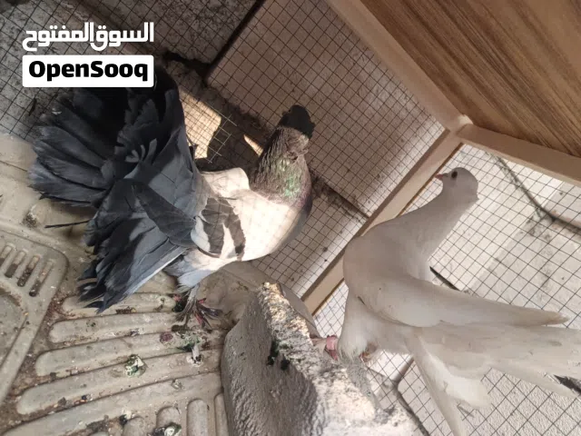 طيور حمام زينه البيح