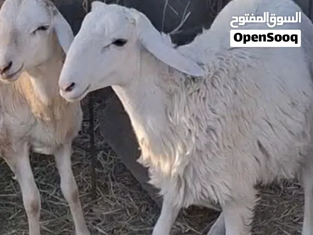 جعد كبش فحل