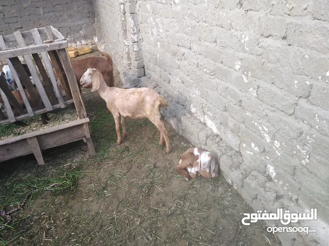 Goats for Sale : baby goats in Egypt : Buy with Best Prices