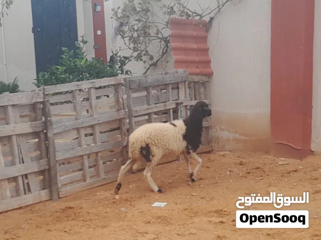 نعجه وطنيه الله يبارك سنها تنيه عشره مبينه ف3شهور محصنه وسليمه من الامراض