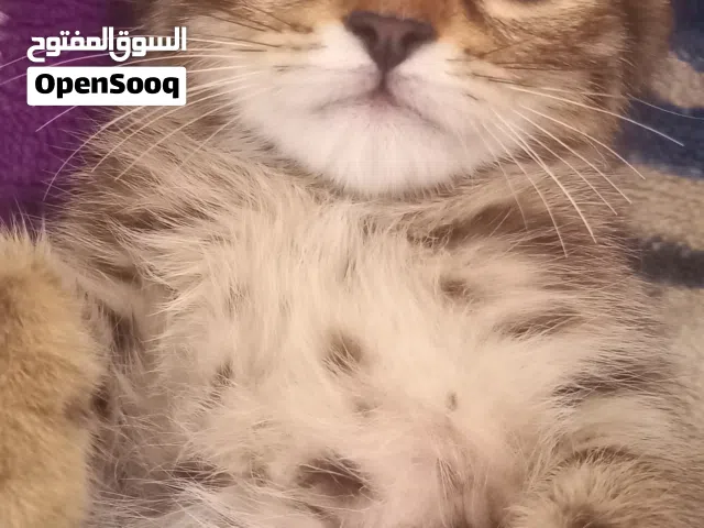 قط مكس للبيع