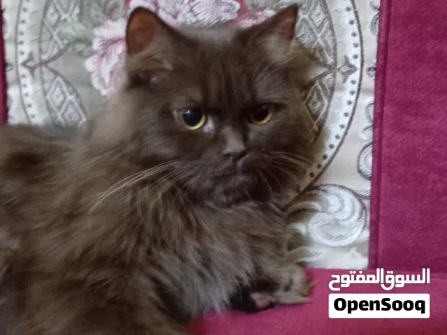 قط شيرازي الاسم ميمي
