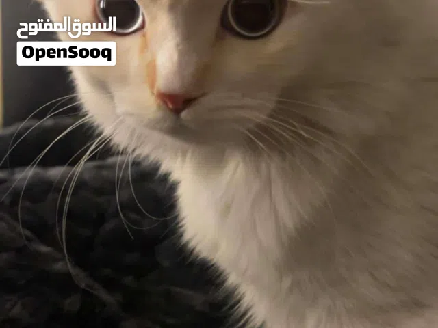 قطط تبني بغداد