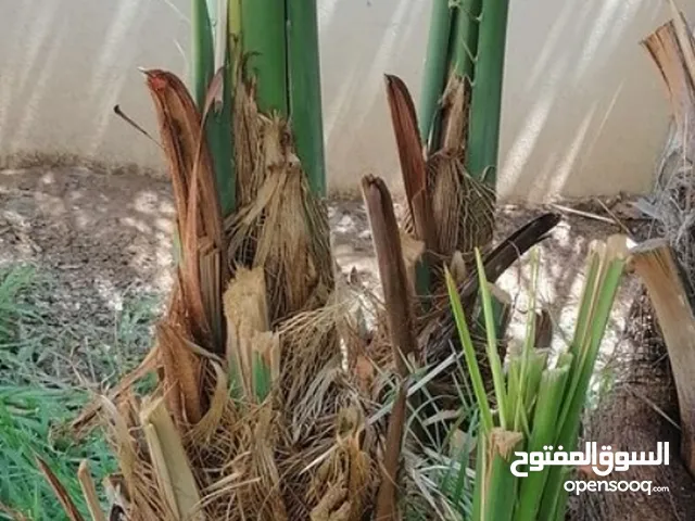 صرم خلاص للبيع